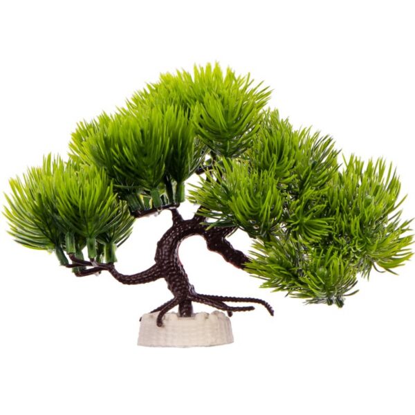 Kruger Meier Plant Pine Bonsai